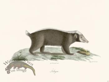 Cuvier 203 Sunda Stink Badger